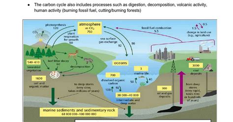 The Carbon Cycle Google Docs