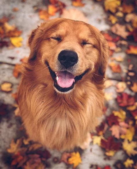Smiling Golden Retriever Dogs Golden Retriever
