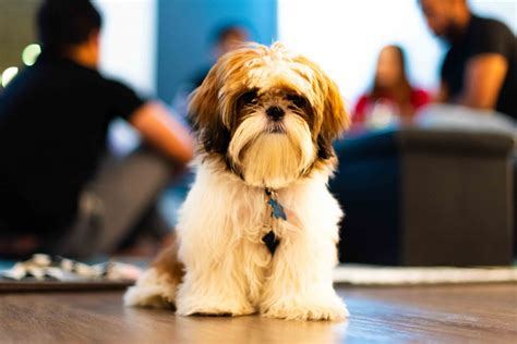 Instagram filtered style image of a cute dog in new york city. Shih Tzu Puppies For Sale | Seattle, WA #318826 | Petzlover