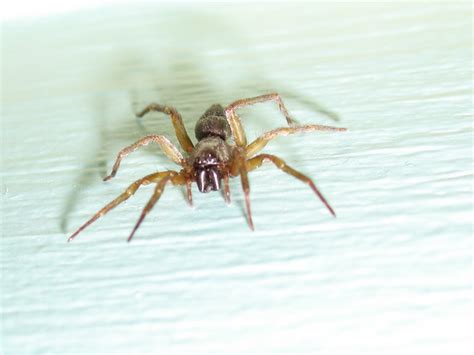 Common House Spider Flickr Photo Sharing