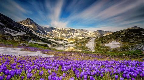 Spring Mountain Crocuses Flowers Bonito Sky Meadow Lake Rocks