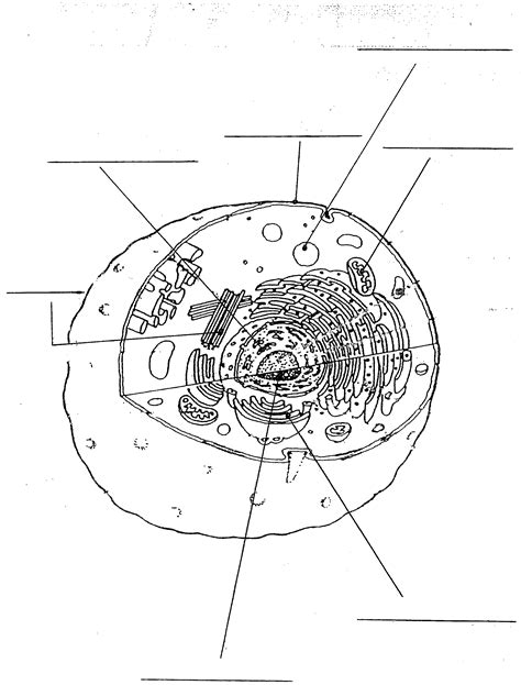 Human Cell Diagram Worksheet Photo Album Diagrams