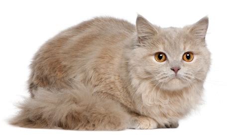 British Longhair Cats Breed Information Omlet