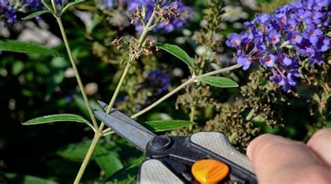Pruning Buddleias Butterfly Bushes How And When To Prune