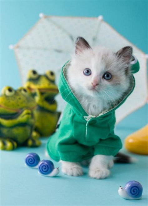 Cute Kittens In Clothes Cute Kittens