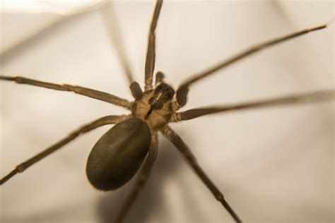 Encounter With A Brown Recluse Spider Droneface