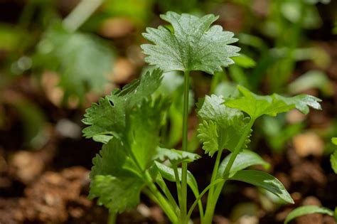 How To Grow Cilantro Tips On Sowing Growing And Harvesting This