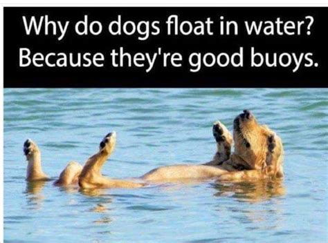 Pin By Beth Niedo On Dz Animal Memes Funny Dog Memes Floating In Water