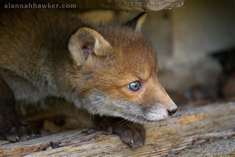 Urban Fox By Alannah Hawker On Deviantart