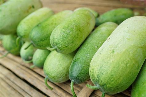 Buah kundur biasanya dijadikan sayur sop, dan sebagai masakan sayur lainnya. 5 Manfaat Buah Kundur Selain untuk Pencernaan - Hello Sehat