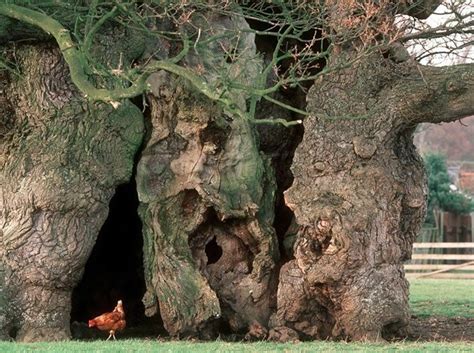 Ancient Trees The Uks Oldest Trees Ancient Tree Inventory Tree