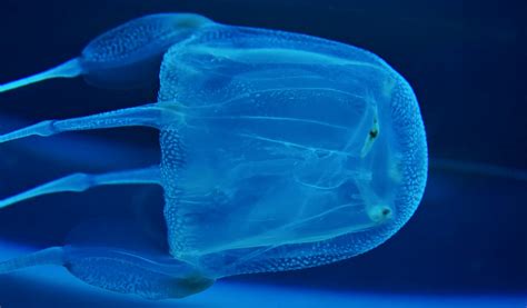 5 Most Venomous Jellyfish In The World