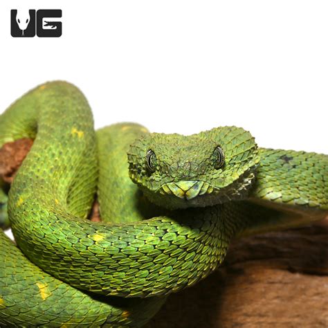 West African Bush Vipers Atheris Chlorechis For Sale Underground
