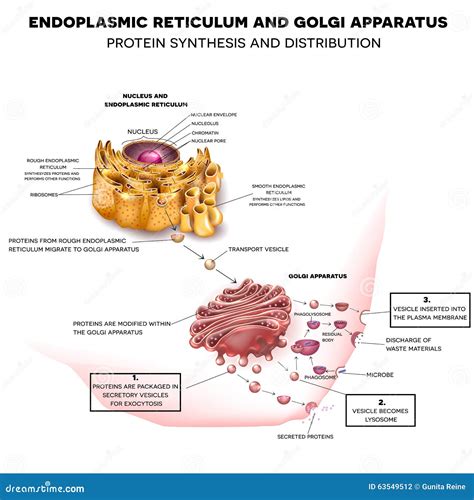 Endoplasmic Reticulum And Golgi Apparatus Hot Sex Picture