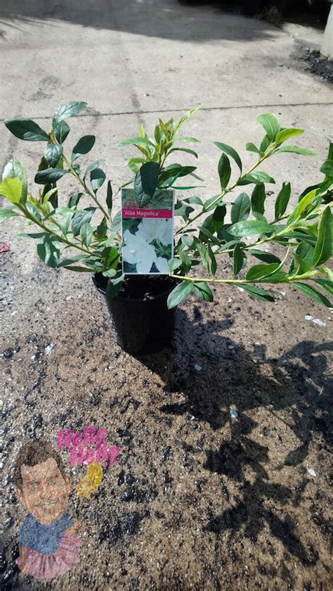 Azalea Alba Magnifica 6 Pot Hello Hello Plants And Garden Supplies