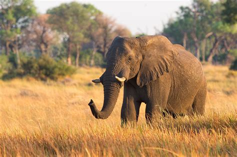 Einsamster Elefant Der Welt Nach 35 Jahren Endlich In Freiheit