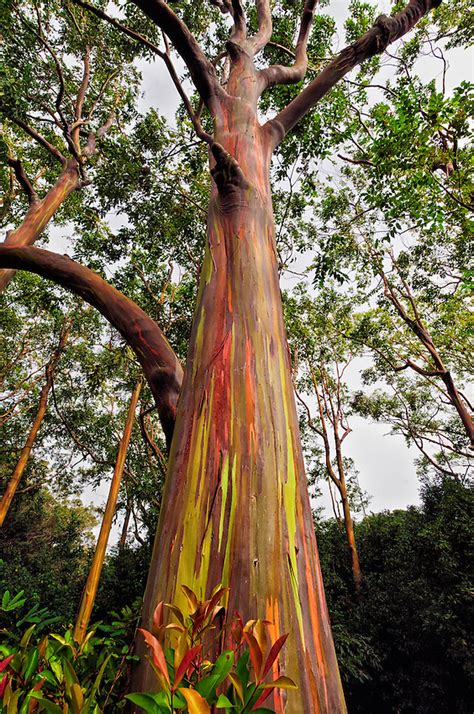 Rainbow Eucalyptus Tree In Maui Phil Haber Photography