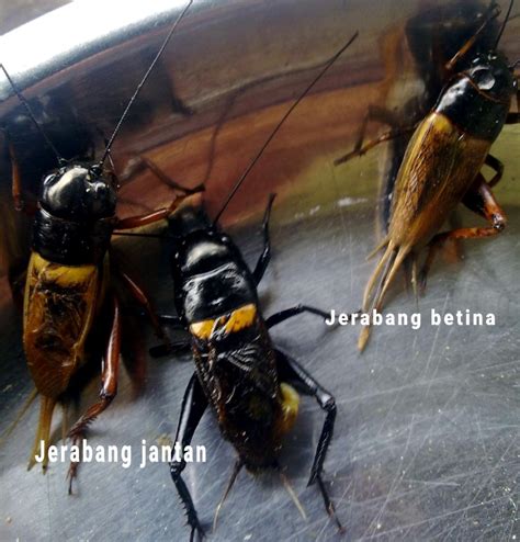 8 Jenis Jangkrik Beserta Gambar Dan Cara Membudidayakannya ...