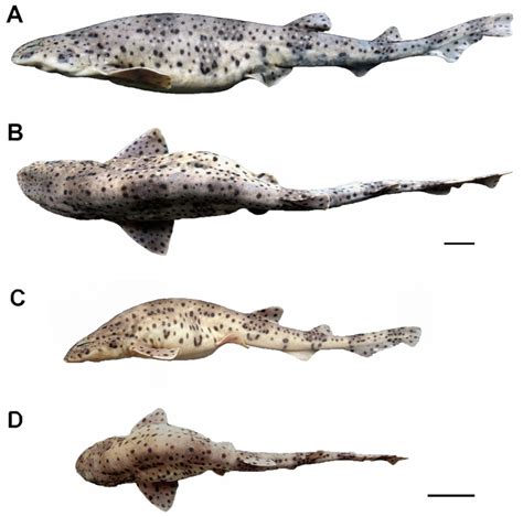 Scyliorhinus Cabofriensis Shark References