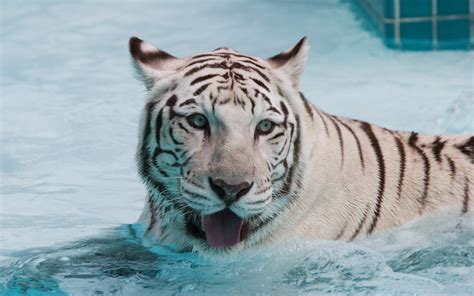 Free Download Hd Wallpaper Water Animals Tigers White Tiger Nature