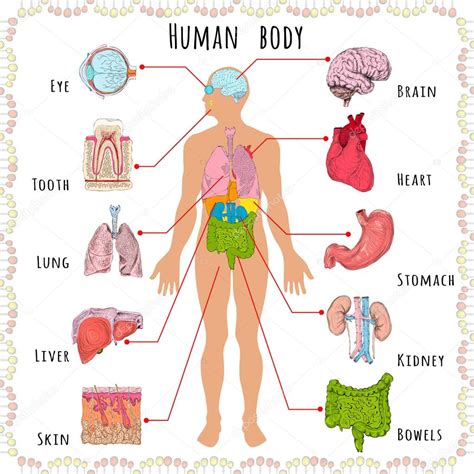 Male Body Organs Diagram Male Body Organs Photograph By