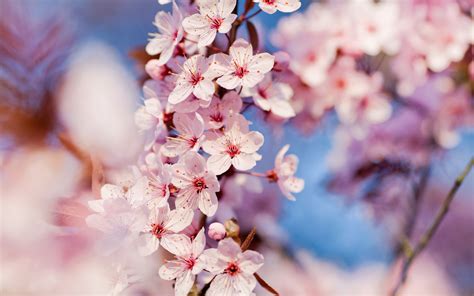 Wallpaper Flowers Nature Branch Cherry Blossom Pink Spring
