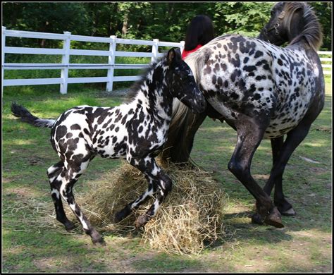 Unusual horse, Appaloosa horses, Most beautiful horses