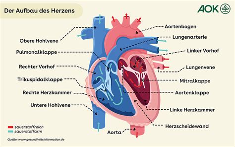 Wie Funktioniert Das Herz