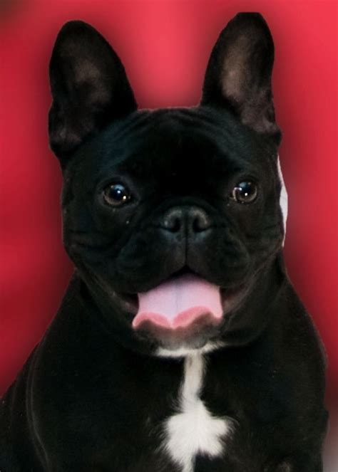 30 best boy french bulldog names. Her name was Lola.....she was a show girl..... | French ...