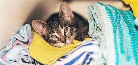 Toss our new mega sheet into the dryer to bounce out hair, lint, wrinkles and static. How to Remove Unwanted Pet Hair from Laundry | Speed Queen ...