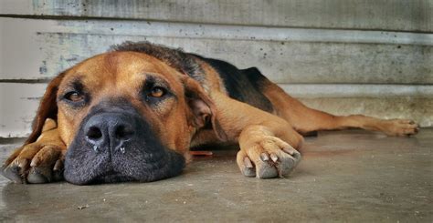 How do you know if your dog has a uti. Can Dogs Get Pink Eye? - Is Pink Eye Common For Dogs?