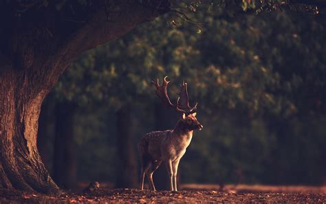 Forest Animal Wallpaper 60 Images