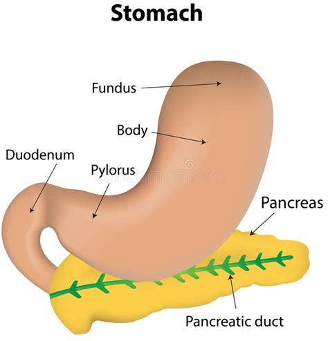 Stomach And Pancreas Labeled Diagram Stock Vector Image 39902215