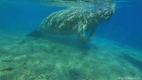 Katie Wanders Swimming With Manatees Crystal River Florida