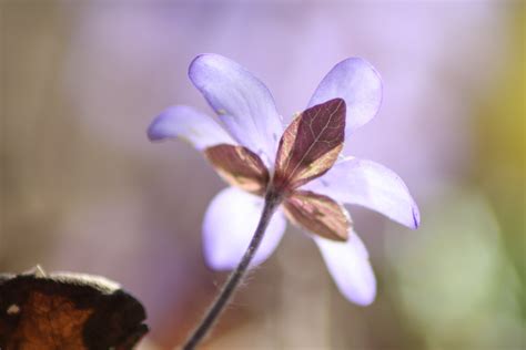 무료 이미지 자연 사진술 꽃잎 식물학 플로라 야생화 닫다 눈 노루귀 매크로 사진 봄 식물 꽃 피는 식물