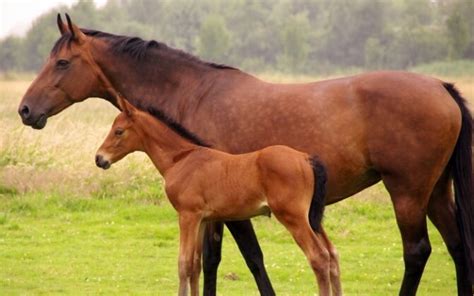 How Do Horses Mate And Reproduce Joy Of Animals