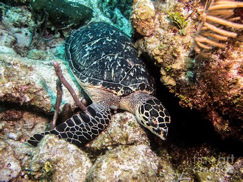 A further distinctive feature is a pair of claws adorning like many sea turtles, hawksbills are critically endangered due mostly to human impact. Baby Hawksbill Turtle Photograph by Tyler Knabe