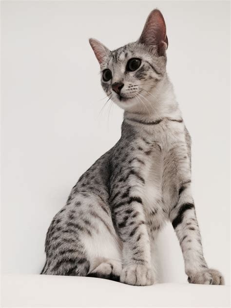 12 Things You Probably Didnt Know About Egyptian Mau Breeders