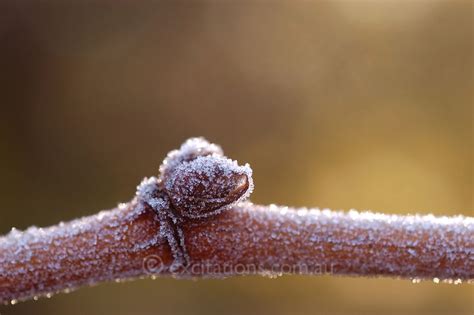Excitations Stock Frost On Dormant Grape Vines