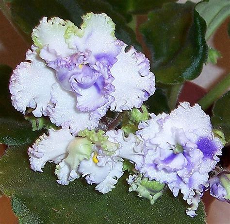 African Violet Harmonys White Lace Pair Of Leaves African Violets