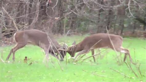 Intense Buck Fight Alabama Whitetail Rut Youtube