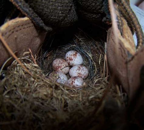 Nests Eggs And Young Carolina Wren