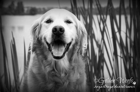 Meant To Be A Black N White Photo Golden Woofs