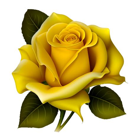 Yellow Rose Png 23507179 Png