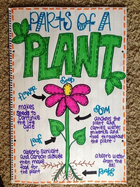 Parts Of A Plant Anchor Chart Kindergarten Anchor Charts Science