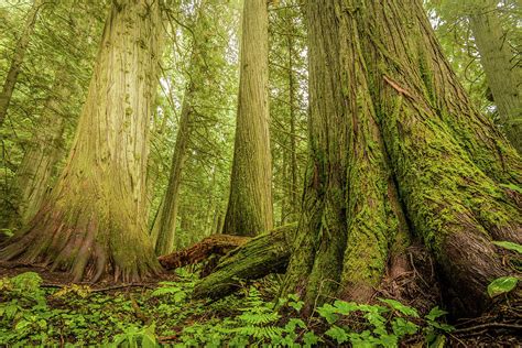 Giant Trees In Old Growth Forest Nelson British Columbia Photograph