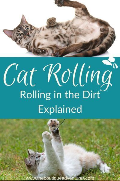 Cat Rolling In The Dirt Explained In 2021 Cat Roll Cat Behavior Cats
