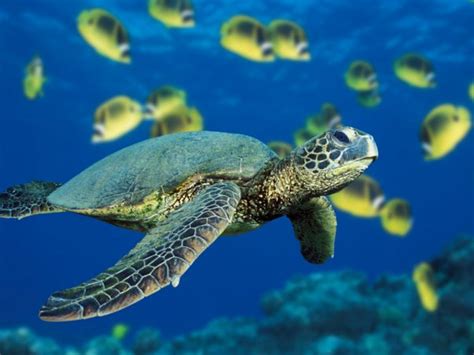 Turtle Red Sea Rushkult