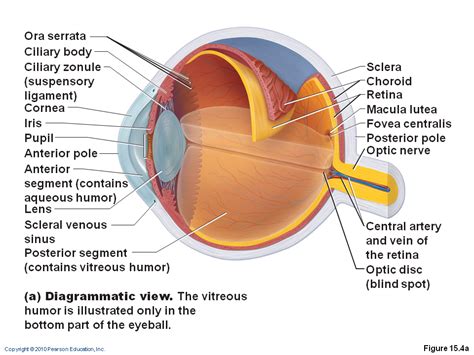 Muscle Anatomy Of The Iris