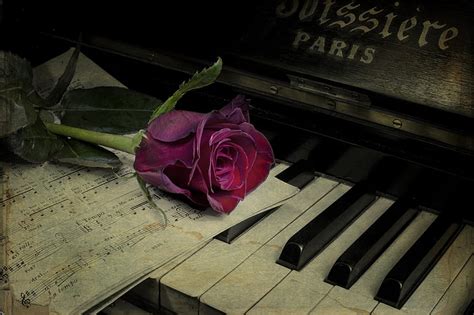 Hd Wallpaper Purple Rose Flower Notes Piano Vintage Rose Flower